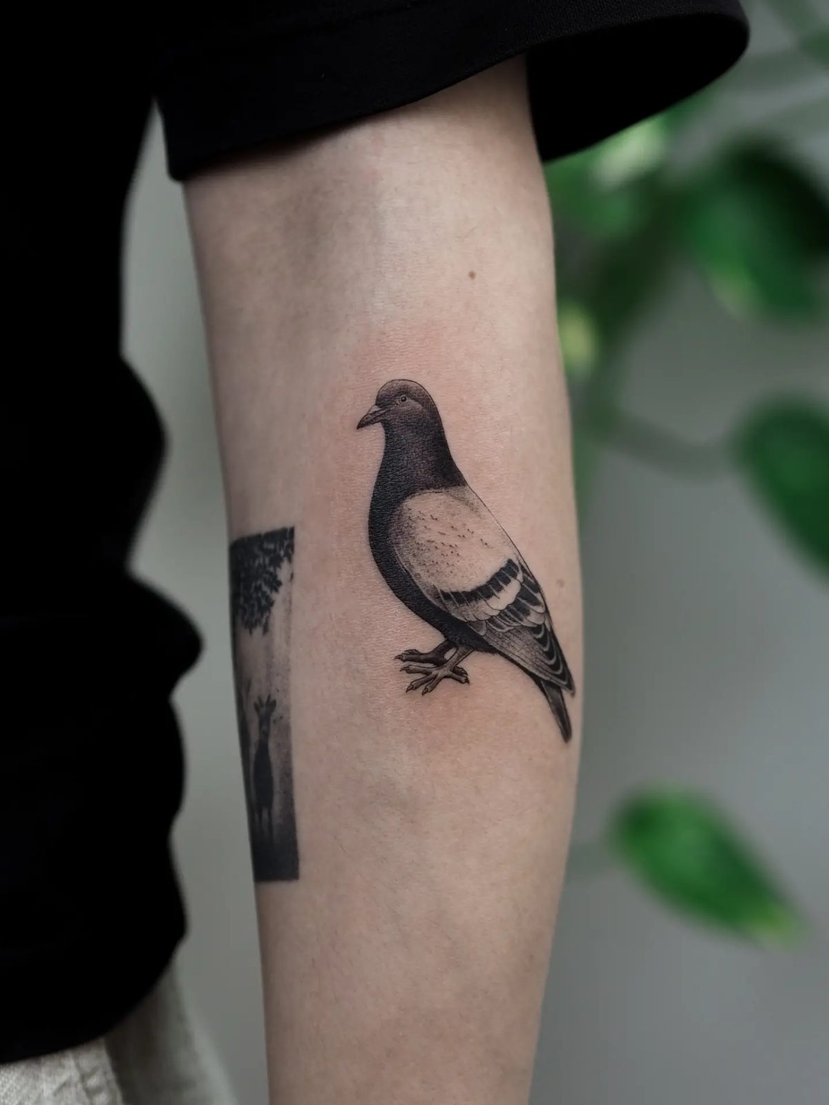 Tatuagem de pombo no antebraço
